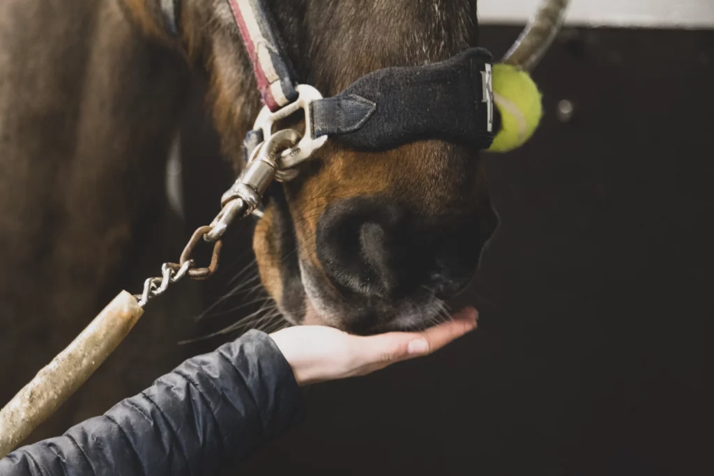 Stald König I König Equestrian I Furesø Rideskole I Ridefysioterapi I Heste wellness I Aquatræning